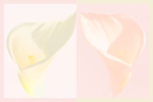 wkl 14 Wilhelm Kleinoder   Calla Diptych ICM